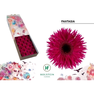 Gerbera Spider Fantasia Doos