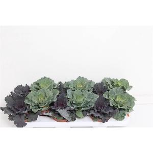 Brassica (sierkool)