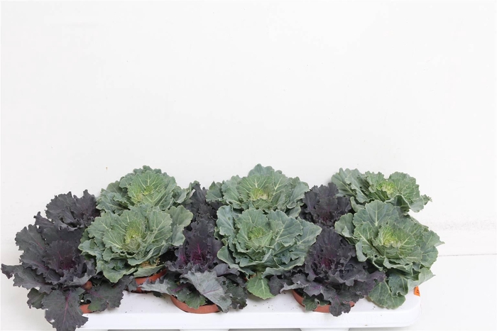 <h4>Brassica (sierkool)</h4>