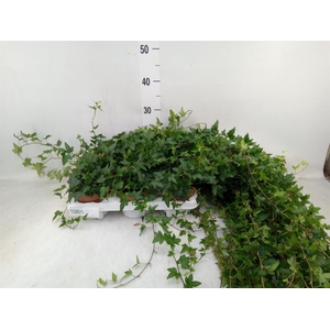 Hedera helix 'Shamrock'