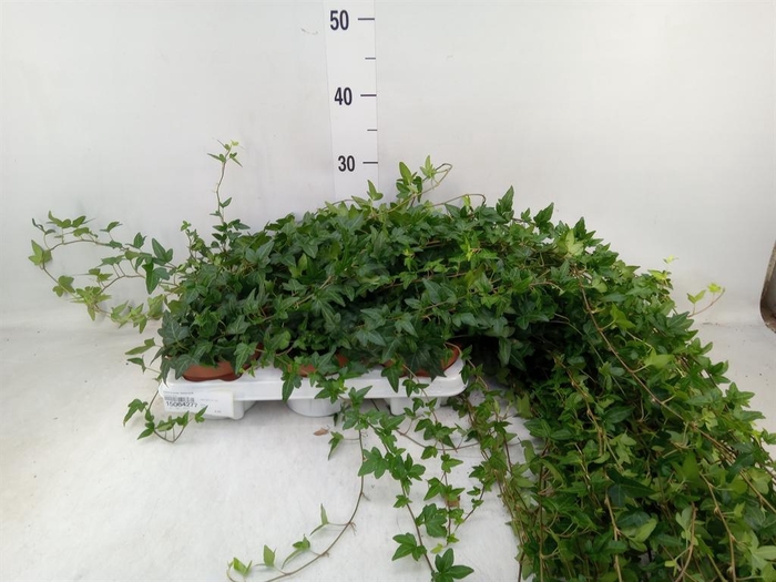 <h4>Hedera helix 'Shamrock'</h4>