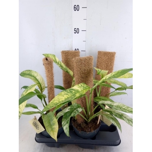 Planten   ...green L%