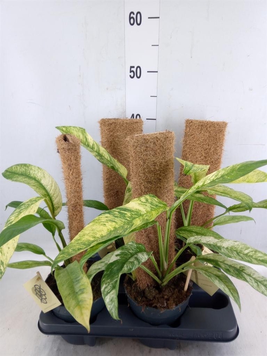 <h4>Planten   ...green L%</h4>