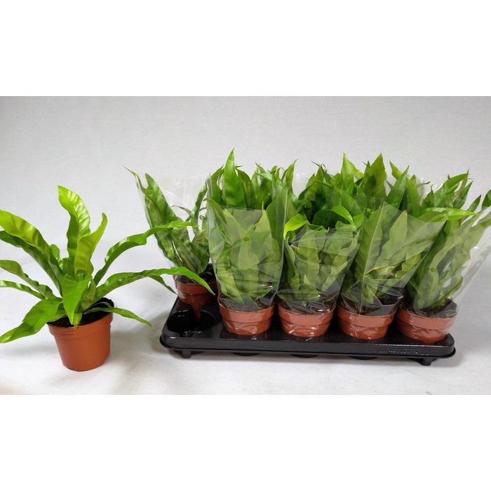 <h4>ASPLE ANTIQUUM</h4>