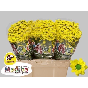 Chr San Madiba Ringa Yellow