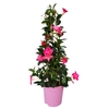 MANDE RIO PINK