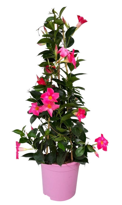 MANDE RIO PINK