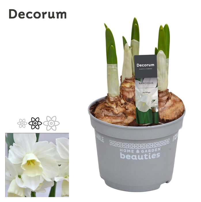 <h4>Narcis Ice Wings</h4>