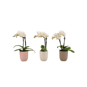 Hugo Hotel Mix Tiny Dolls Wit 2T12+ Aqu@