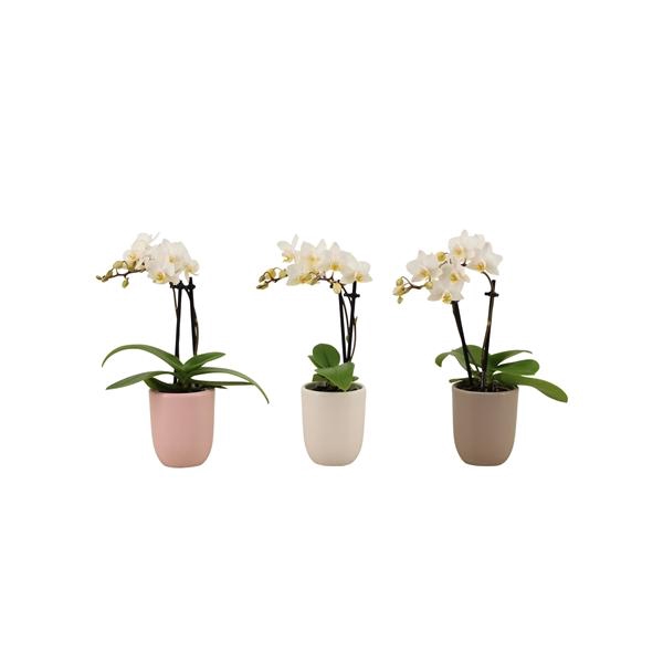 <h4>Hugo Hotel Mix Tiny Dolls Wit 2T12+ Aqu@</h4>