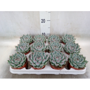 Echeveria   ...