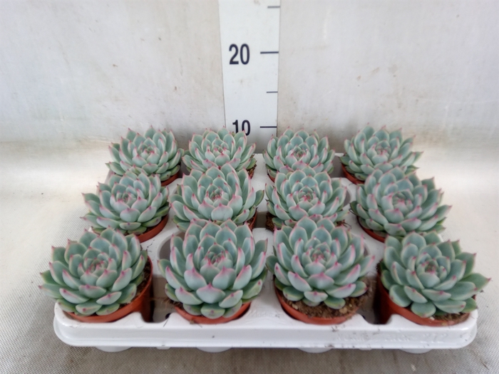 <h4>Echeveria   ...</h4>