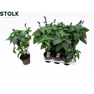 SALVIA BLACK & BLOOM