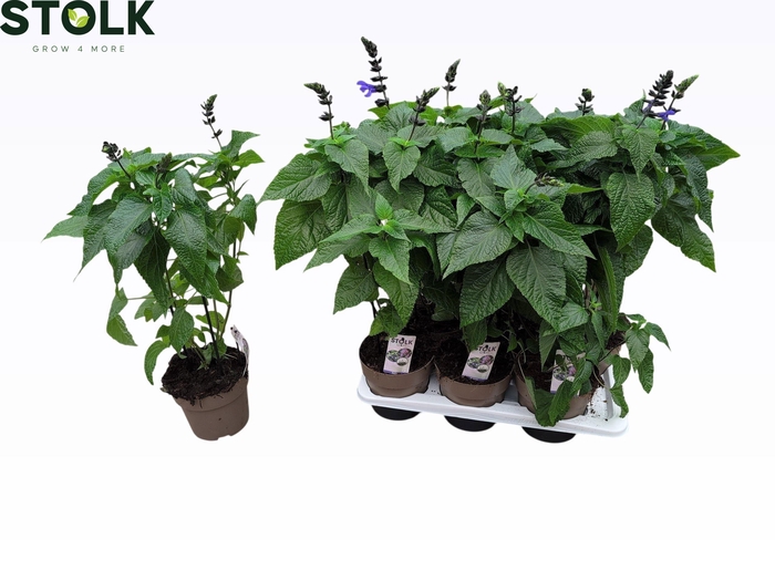 <h4>SALVIA BLACK & BLOOM</h4>