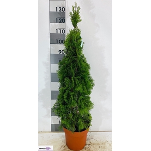 THUJA O SMARAGD