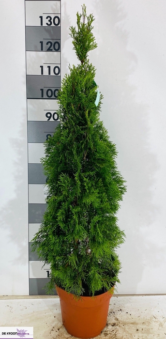 <h4>THUJA O SMARAGD</h4>