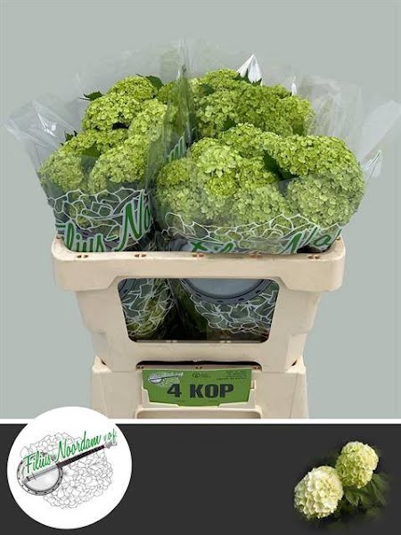 <h4>Viburnum Roseum Greenhouse 4 Kop Filius</h4>