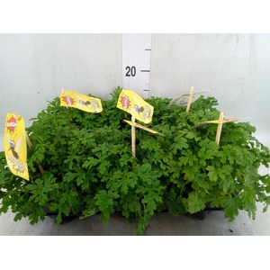 Pelargonium graveolens