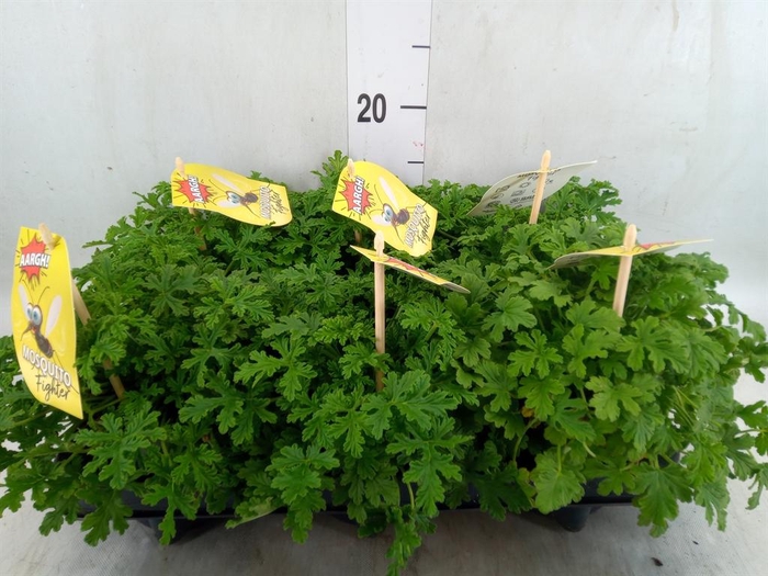 <h4>Pelargonium graveolens</h4>