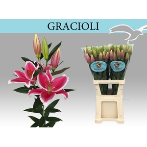 LI OR GRACIOLI