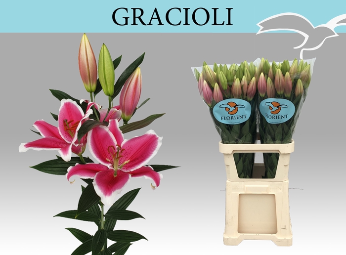 <h4>LI OR GRACIOLI</h4>