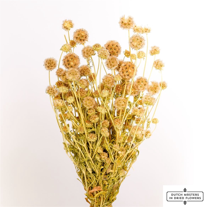 Dried Scabiosa Naturel Bunch Poly