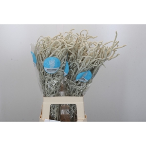 Amaranthus Yearming Desert