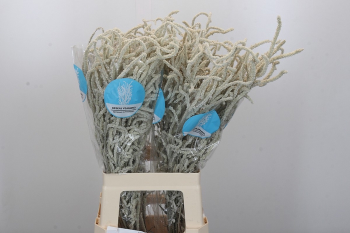 <h4>Amaranthus Yearming Desert</h4>