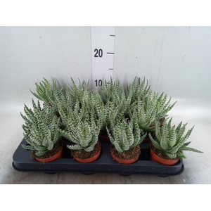 Aloe humilis