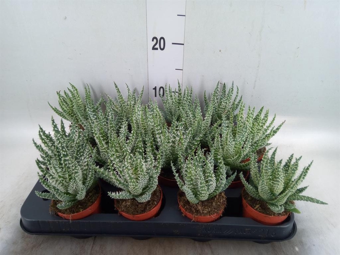 <h4>Aloe humilis</h4>