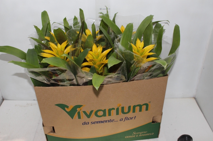 <h4>GUZMANIA AMARELA P14</h4>