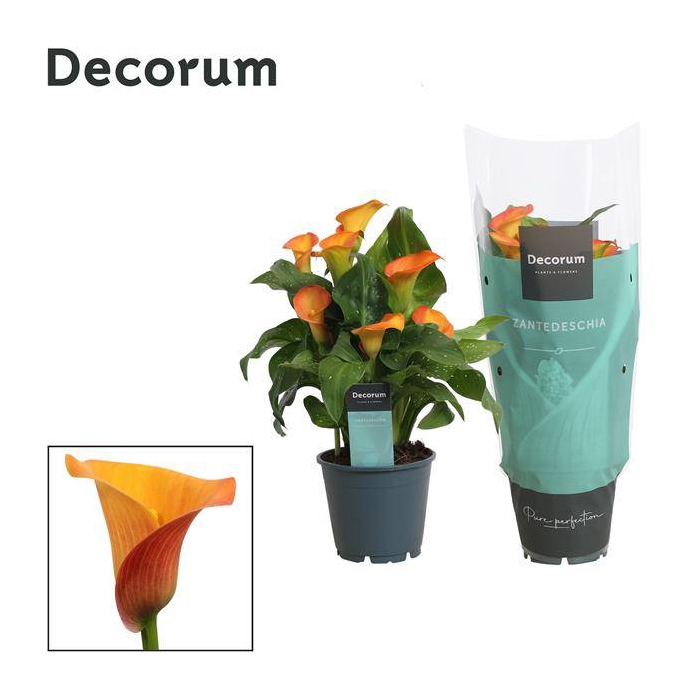 <h4>Zantedeschia Morning Sun 14Ø 40cm 5fl</h4>
