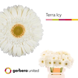 GE GR TERRA ICY
