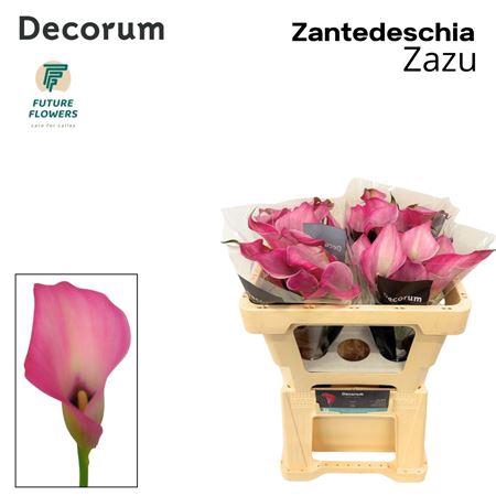 <h4>Zant Zazu</h4>