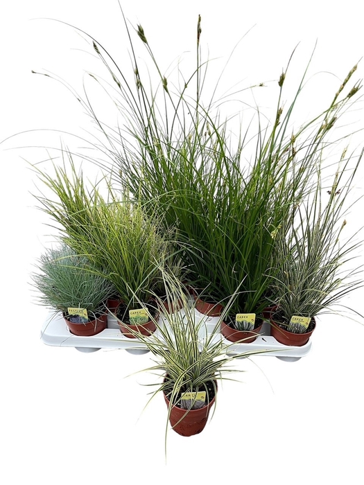 <h4>SIERG GEM 5 SRT FUST</h4>