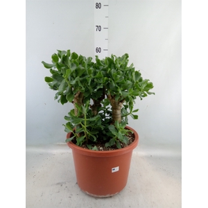 Crassula arborescens 'Curly'