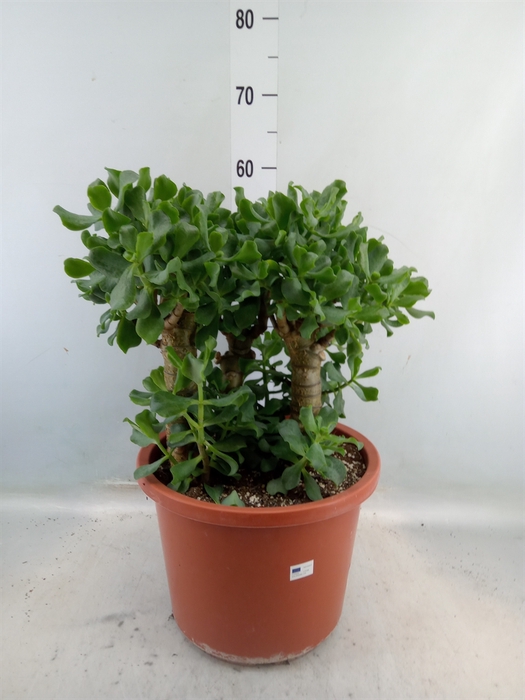 <h4>Crassula arborescens 'Curly'</h4>