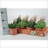 Haworthia 8.5 Cm. P. Premium Mix / Gemengd