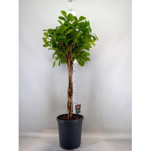 Ficus microcarpa 'Moclame'