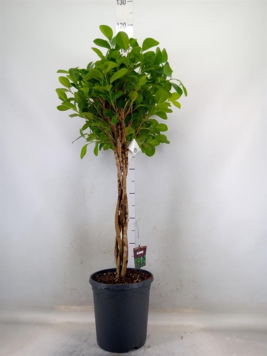 <h4>Ficus microcarpa 'Moclame'</h4>