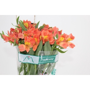 ALSTROEMERIA TROPICANA 080 CM
