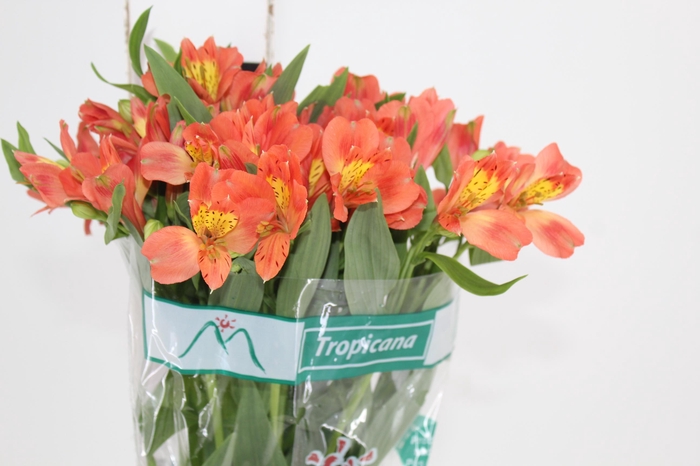 <h4>ALSTROEMERIA TROPICANA 080 CM</h4>