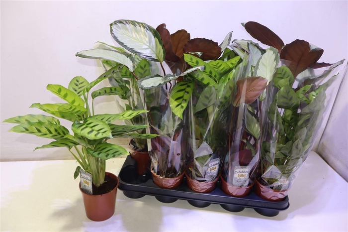 <h4>Calat Gem 2 Srt</h4>