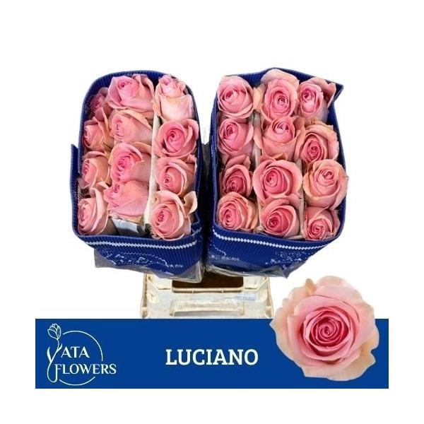 <h4>R Gr Luciano</h4>