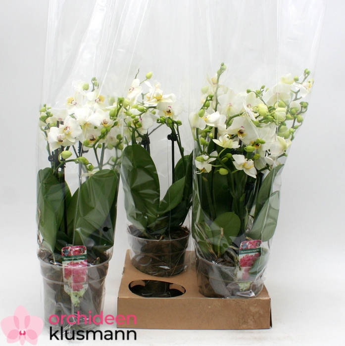 <h4>PHAL GEM</h4>