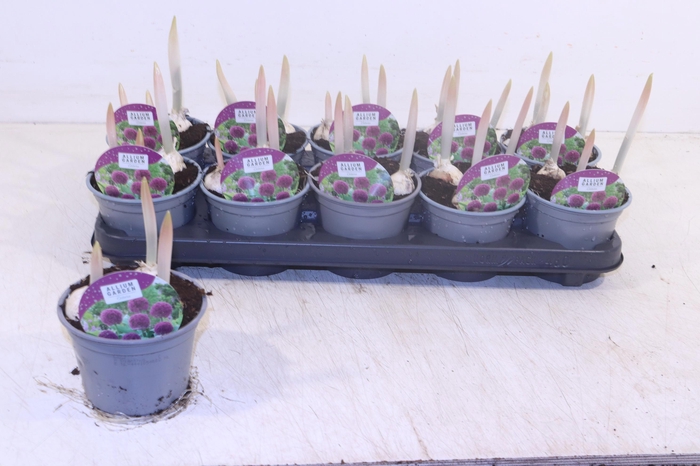 <h4>ALLI OSTARA</h4>