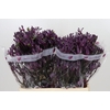 Anigozanthos Bush Merlot