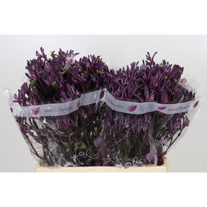 Anigozanthos Bush Merlot