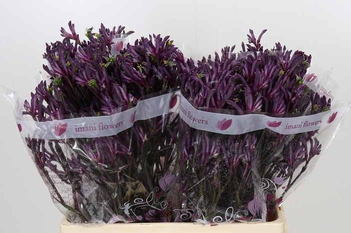 <h4>Anigozanthos Bush Merlot</h4>