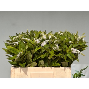LYSIM CLETHROIDES